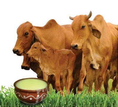 Yellow Gir Cow Ghee (Organic 100% Pure) at Rs 1800 in Ahmedabad | ID: 19522938362