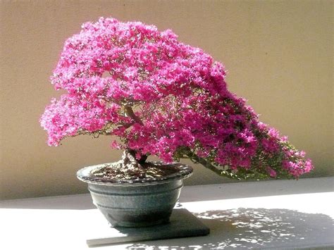 "Azalea Bonsai" by Paul Richardson | Redbubble