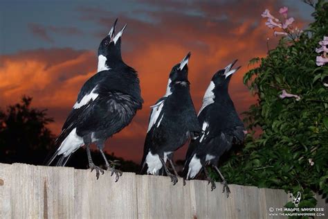 The Australian Magpie song is one of my most favorite sounds in the ...