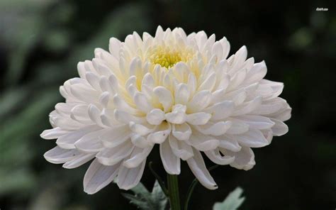 Chrysanthemum Wallpapers - Top Free Chrysanthemum Backgrounds ...