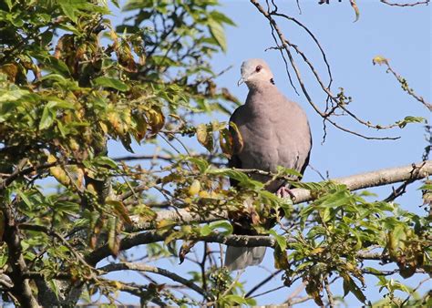 Red-eyed Dove – BirdLife eThekwini KZN