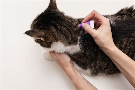 Cat Fleas: Prevention and Treatment - Cat Aim