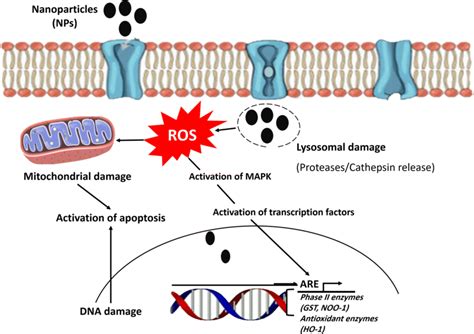 Cellular mechanisms of nanoparticle toxicity | Download Scientific Diagram