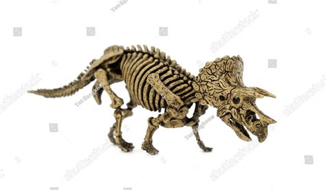 Fossil skeleton of Dinosaur three horns Triceratops isolated on white background. Technology ...