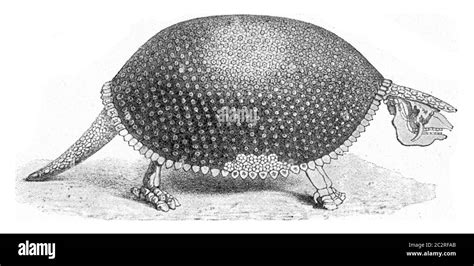 Glyptodon hi-res stock photography and images - Alamy