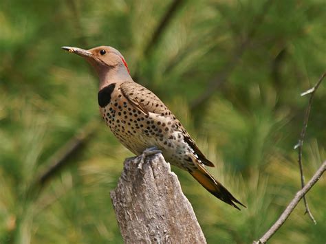 Northern Flicker | CUBS