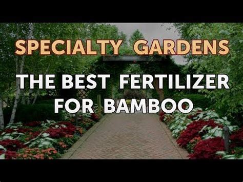 The Best Fertilizer for Bamboo - YouTube