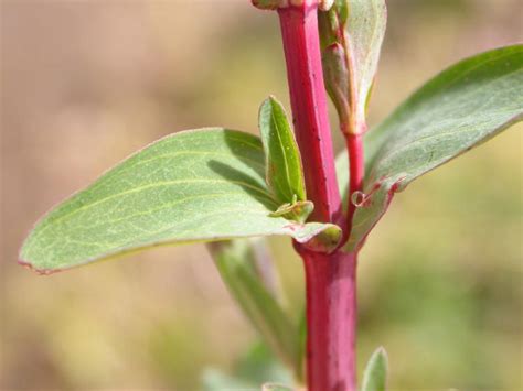 Plant Life: Stems