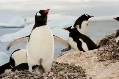 Gentoo Penguin Facts | Gentoo Penguins Diet & Habitat