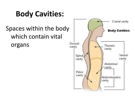 PPT - Body Cavities PowerPoint Presentation, free download - ID:2759699