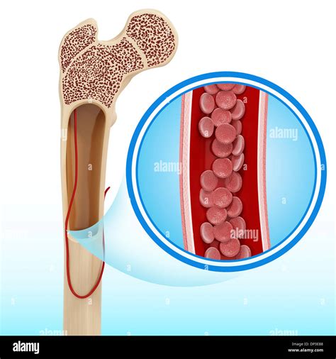 Normal bone structure hi-res stock photography and images - Alamy