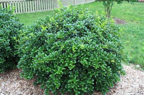 Low Growing Flowering Shrubs For Zone 8 - 18 Best Flowering Shrubs For ...