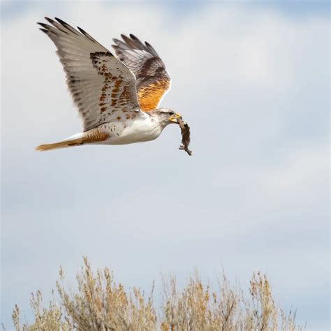 What’s the difference between hawks and eagles? | Gulo in Nature