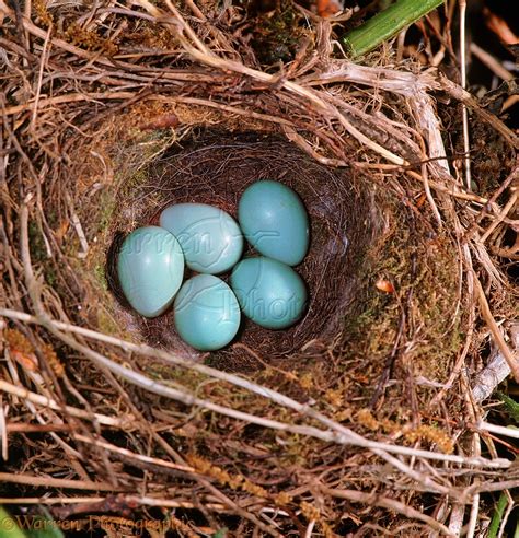 Hedge Sparrow nest with eggs photo WP03711