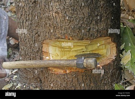 cutting tree with axe Stock Photo - Alamy