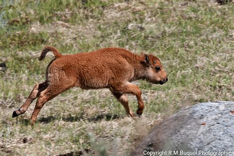 Bison Calf | R.M.Buquoi Photographics