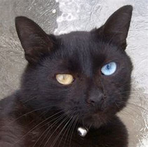 Odd-eyed Black Cat | Original Shot www.flickr.com/photos/chr… | Flickr