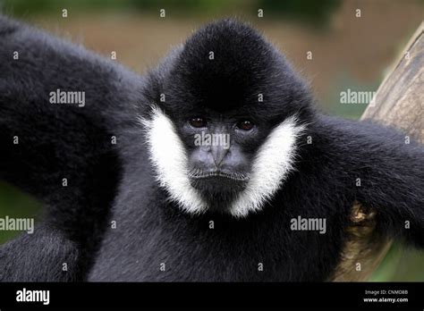 Black Crested Gibbon (Nomascus concolor) adult male, close-up of head (captive Stock Photo - Alamy