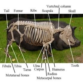 Pig Skeleton Anatomy