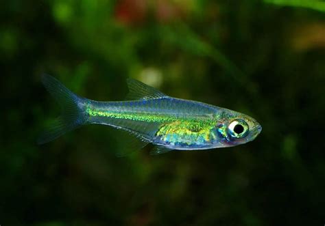 Rasbora Neon Verde (Microdevario kubotai) - MyAquarium