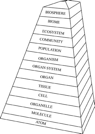 Hierarchy of Life Diagram | Quizlet