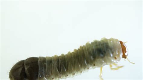 Frontal Shot Of June Bug Larvae Crawling With Isolated Background Stock ...