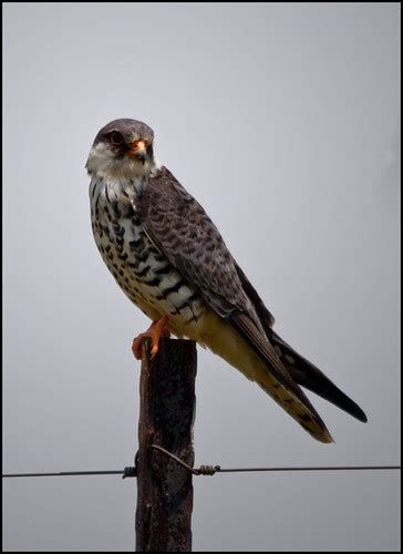 Amur falcon female | These falcons migrate to South Africa f… | Flickr