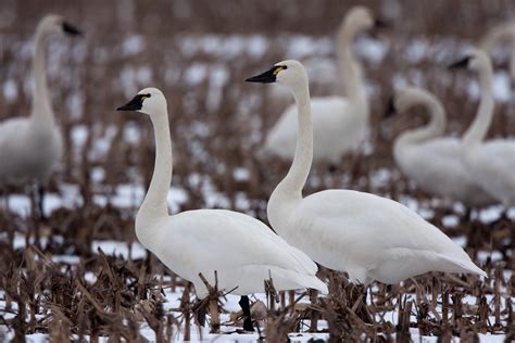 Educator Trek: Where Swans Fly and Bears Walk Programs and Events Calendar