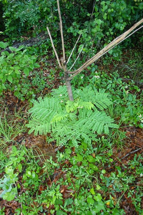 A look at some nitrogen-fixing trees for food forests in Florida | The Survival Gardener