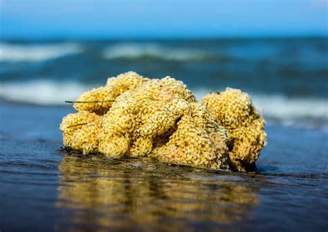 Millions of sea sponges are dying in unprecedented event - Earth.com