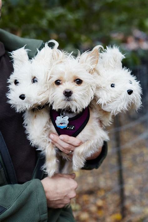 The 40+ Best Dog Costumes EVER | Dog costumes halloween small, Dog ...