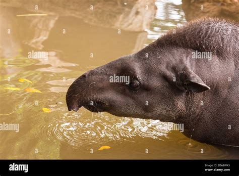 The South American Tapir, Brazilian Tapir or Lowland Tapir, Tapirus ...