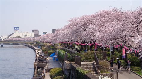 Now the season for HANAMI! 5 popular cherry-blossom viewing places in Tokyo