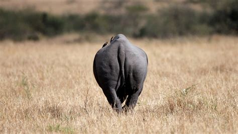 The $400,000 Death of a Namibian Black Rhino