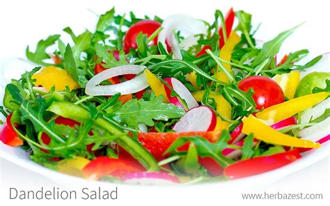 Dandelion Salad | HerbaZest