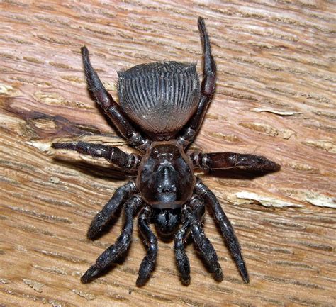 Cyclocosmia truncata (Ravine Trapdoor Spider) - Spider Identification & Pictures