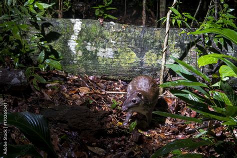 Paca (Cuniculus paca) | Lowland paca photographed in Linhares, Espírito ...