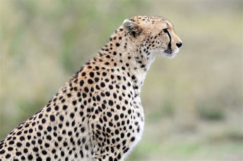 cheetah, Wild, Cat Wallpapers HD / Desktop and Mobile Backgrounds