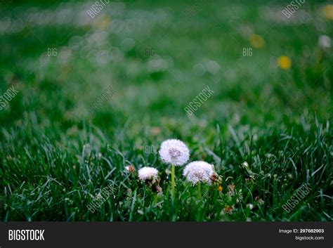 Narrow Depth Field Image & Photo (Free Trial) | Bigstock