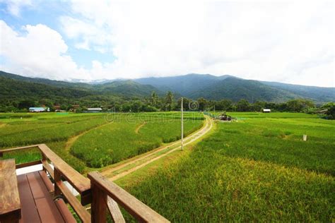 Natural Landscape of Rice Farm. Cultivation Agriculture Stock Photo - Image of hillside, natural ...