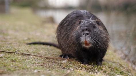 Invading Ireland: the coypu – Invasive Species Blog