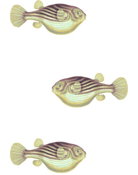 Blowfish Removable Wallpaper - Sky - Wallshoppe