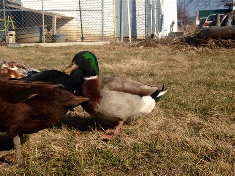 Duck Breed Focus - Mallard | Page 4 | BackYard Chickens - Learn How to ...