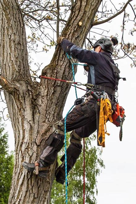 Arborist Rope - Blue Ox Rope