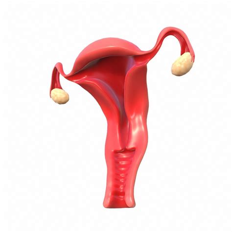 Female Reproductive System 3d Model Animated Cgtrader - Riset