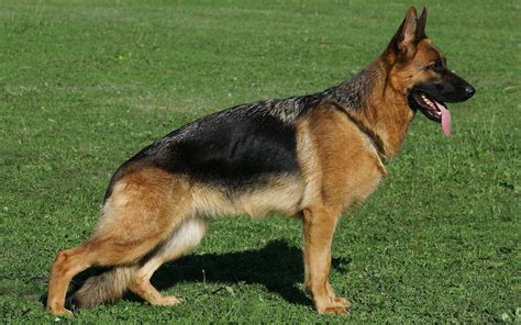 German Shepherd Dog HD Wallpapers 2013 ~ All About HD Wallpapers