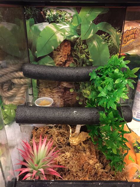 Crested gecko habitat decor Diy Crested Gecko, Crested Gecko Vivarium ...