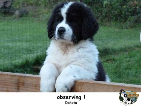 Landseer Puppies - Puppy Dog Gallery