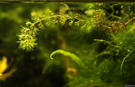 Aldrovanda vesiculosa - Flowgrow Aquatic Plant Database