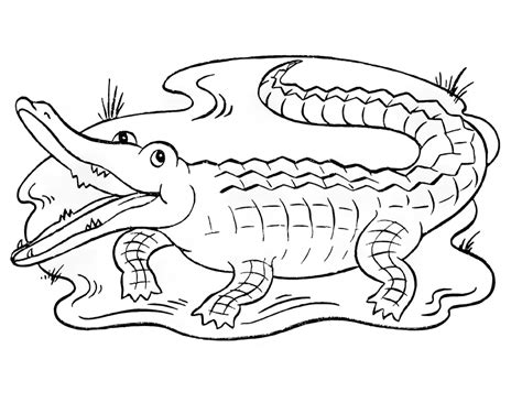 Alligator Coloring Page For Kids